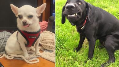 As pessoas estão compartilhando as fotos mais desagradáveis ​​de seus cães, o que é hilário 42