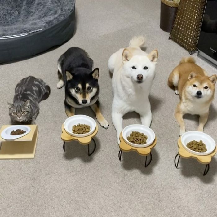 Este adorável gato se sente e age como se não fosse diferente de seus irmãos 2