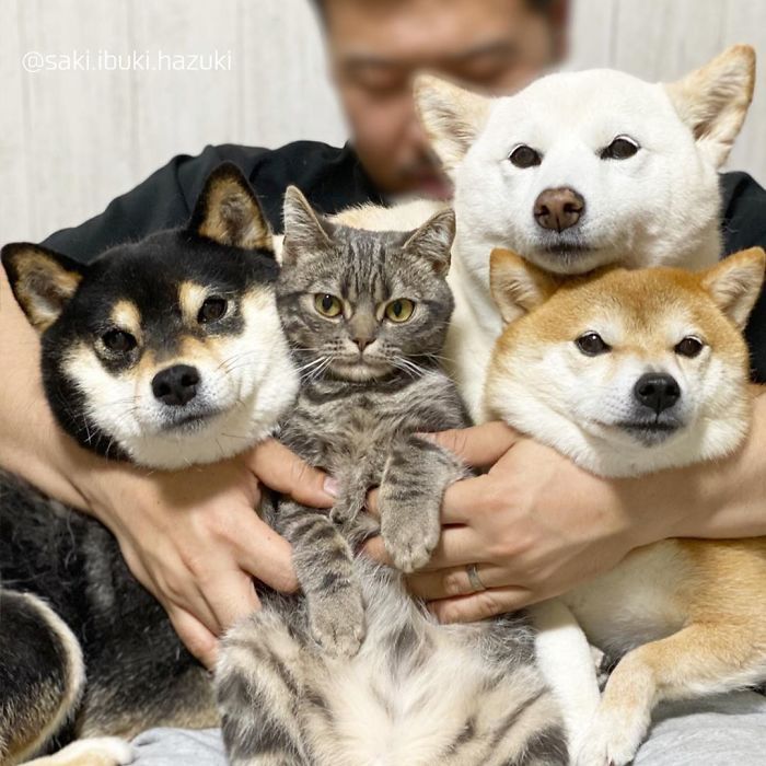 Este adorável gato se sente e age como se não fosse diferente de seus irmãos 5