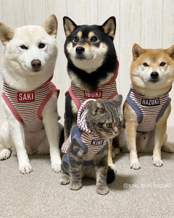 Este adorável gato se sente e age como se não fosse diferente de seus irmãos 7