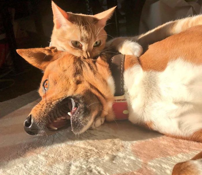 39 fotos divertidas de gatos perturbando cachorros 12