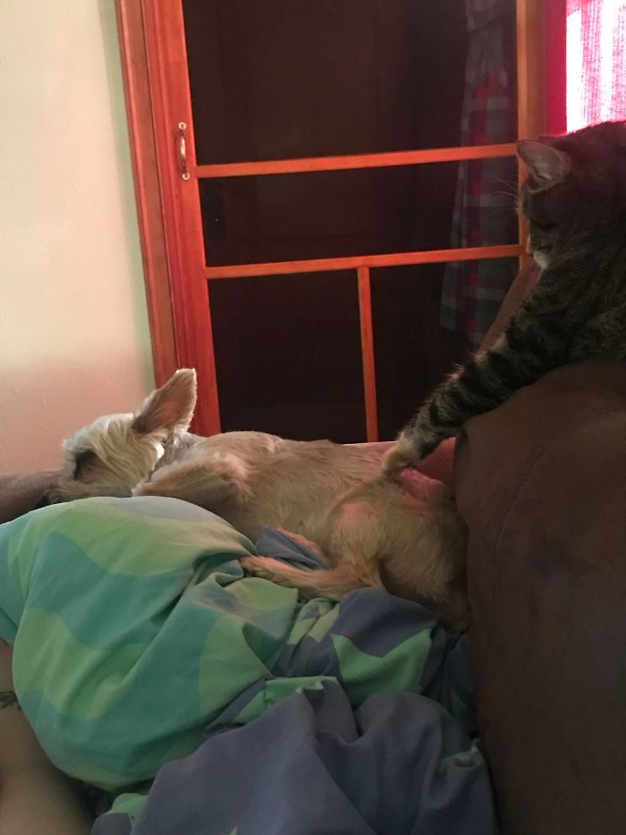 39 fotos divertidas de gatos perturbando cachorros 13