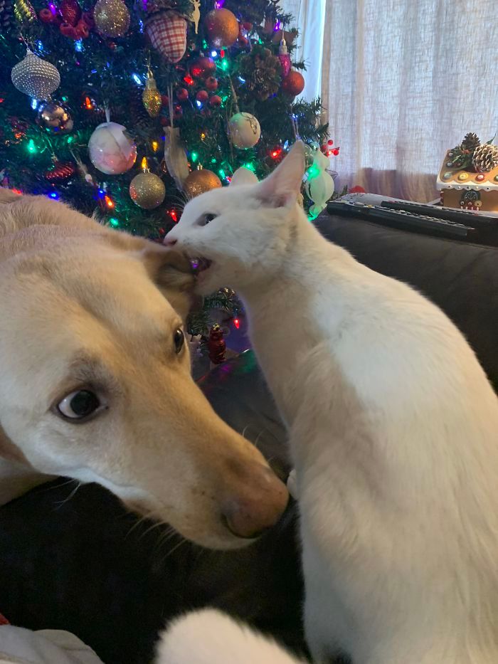39 fotos divertidas de gatos perturbando cachorros 14