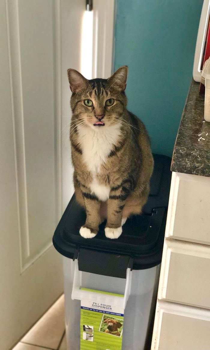 39 fotos divertidas de gatos perturbando cachorros 18