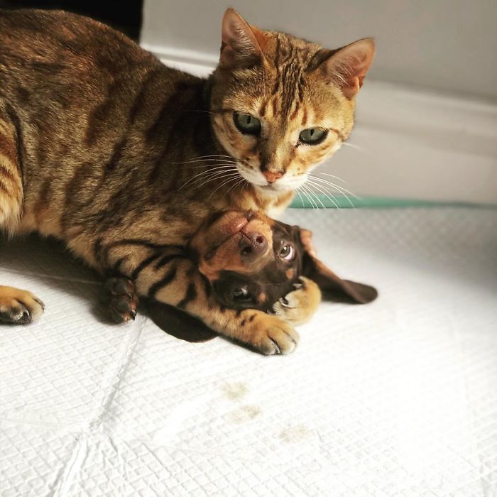 39 fotos divertidas de gatos perturbando cachorros 22