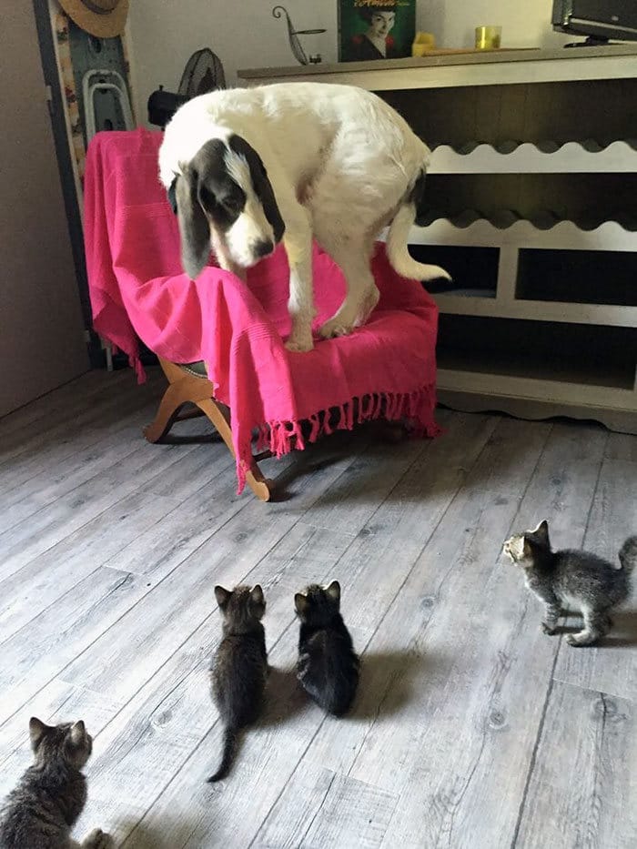 39 fotos divertidas de gatos perturbando cachorros 30