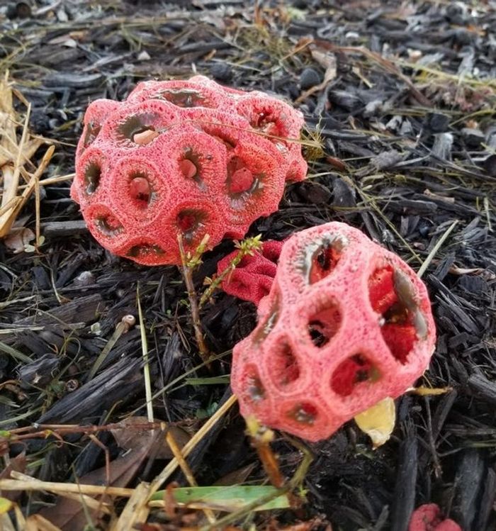 20 fotos fascinantes que podem ser ilustrações perfeitas para um livro de fantasia 13