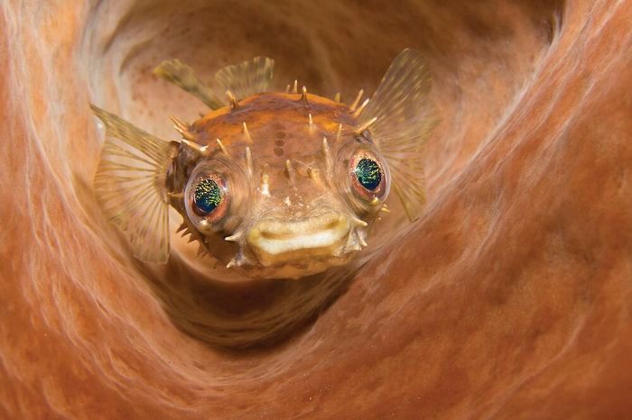 26 fotos vencedora do concurso de fotógrafo subaquático do ano de 2020 6