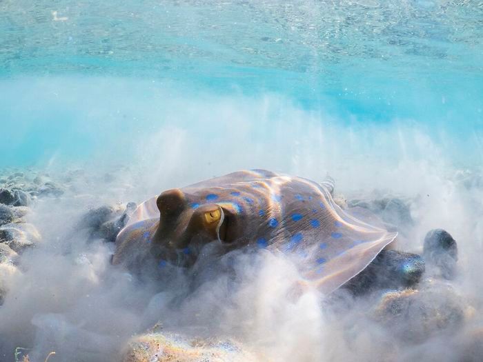 26 fotos vencedora do concurso de fotógrafo subaquático do ano de 2020 7