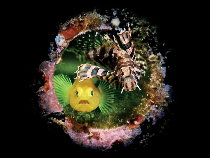 26 fotos vencedora do concurso de fotógrafo subaquático do ano de 2020 10