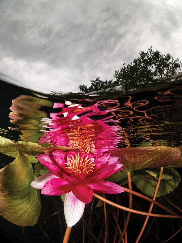 26 fotos vencedora do concurso de fotógrafo subaquático do ano de 2020 13