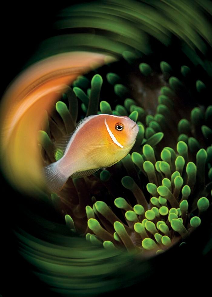 26 fotos vencedora do concurso de fotógrafo subaquático do ano de 2020 15