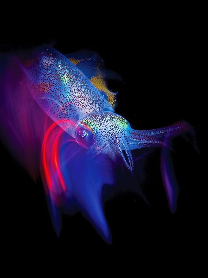 26 fotos vencedora do concurso de fotógrafo subaquático do ano de 2020 20