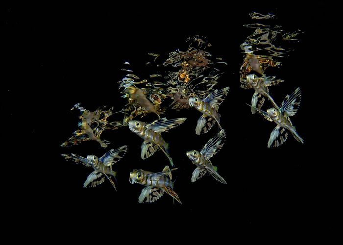 26 fotos vencedora do concurso de fotógrafo subaquático do ano de 2020 21