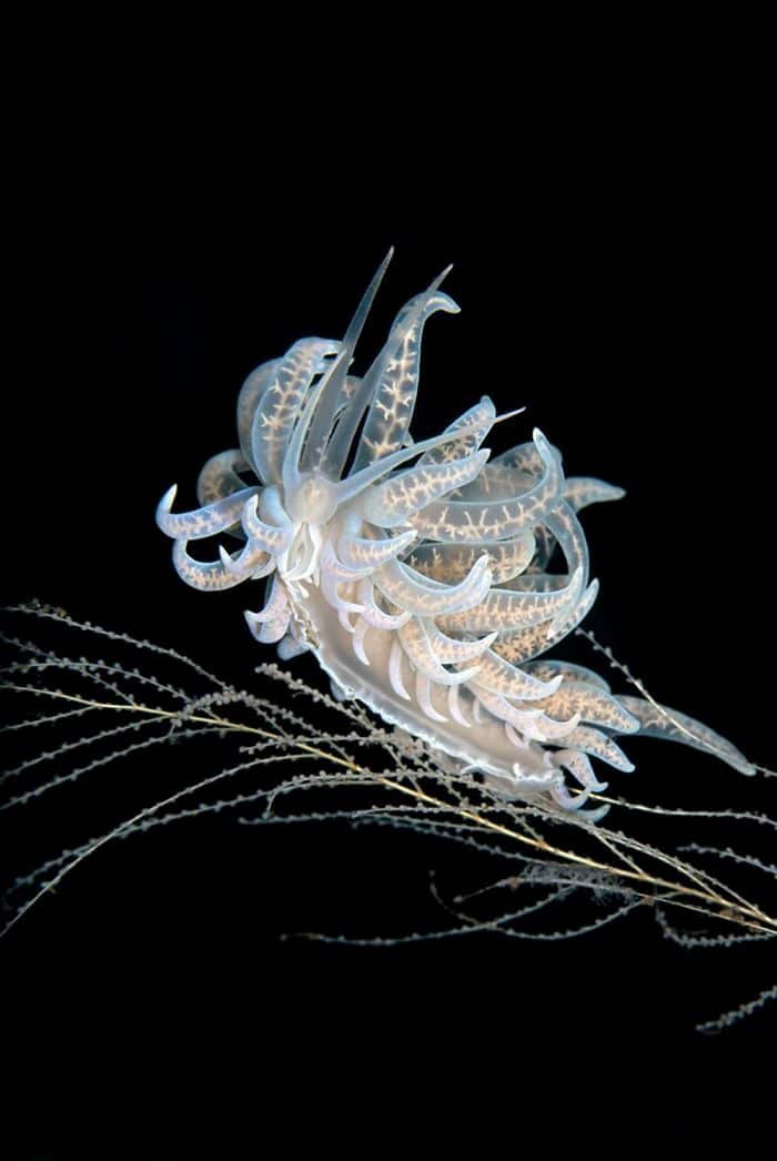 26 fotos vencedora do concurso de fotógrafo subaquático do ano de 2020 22