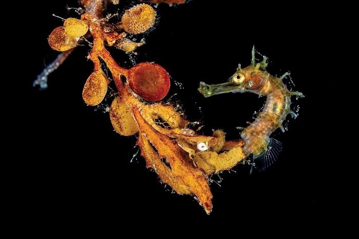 26 fotos vencedora do concurso de fotógrafo subaquático do ano de 2020 25