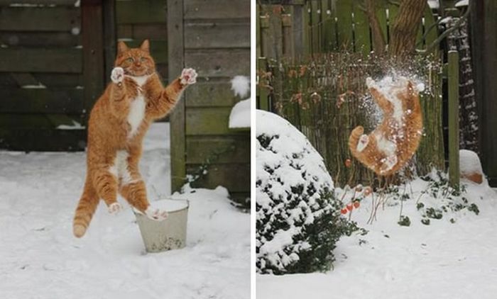 25 gatos que imediatamente se arrependeram de suas más escolhas 1