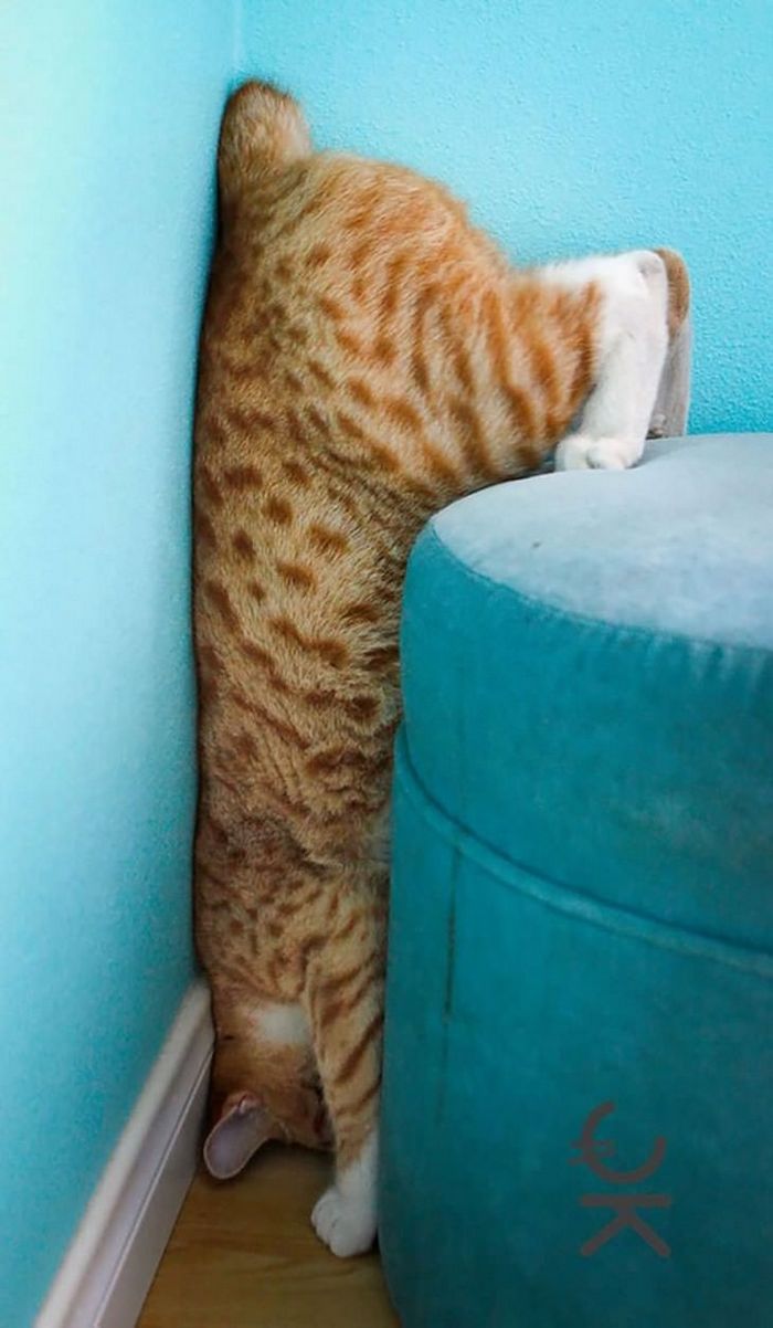 25 gatos que imediatamente se arrependeram de suas más escolhas 2