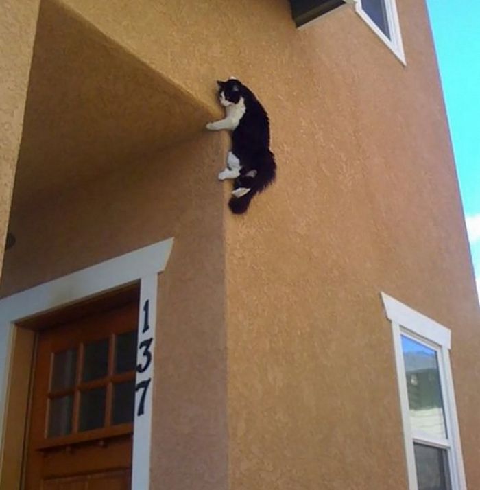 25 gatos que imediatamente se arrependeram de suas más escolhas 3