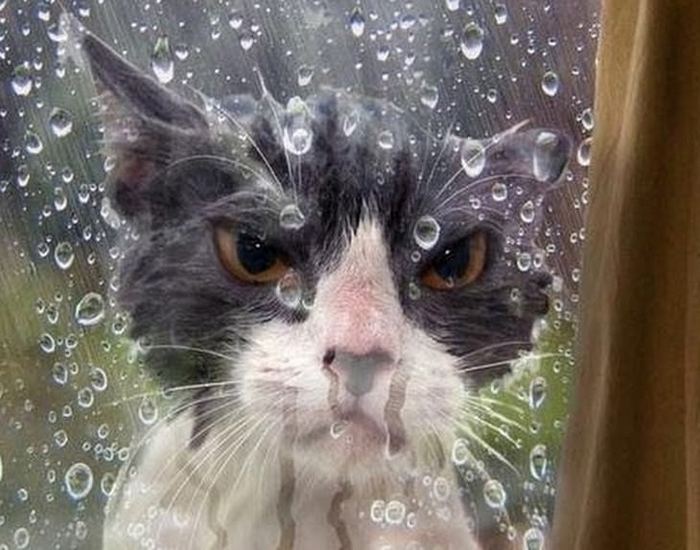 25 gatos que imediatamente se arrependeram de suas más escolhas 5