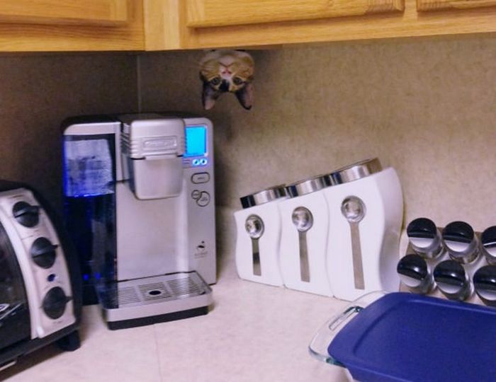 25 gatos que imediatamente se arrependeram de suas más escolhas 6