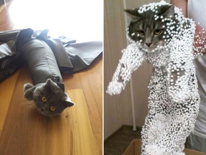 25 gatos que imediatamente se arrependeram de suas más escolhas 10