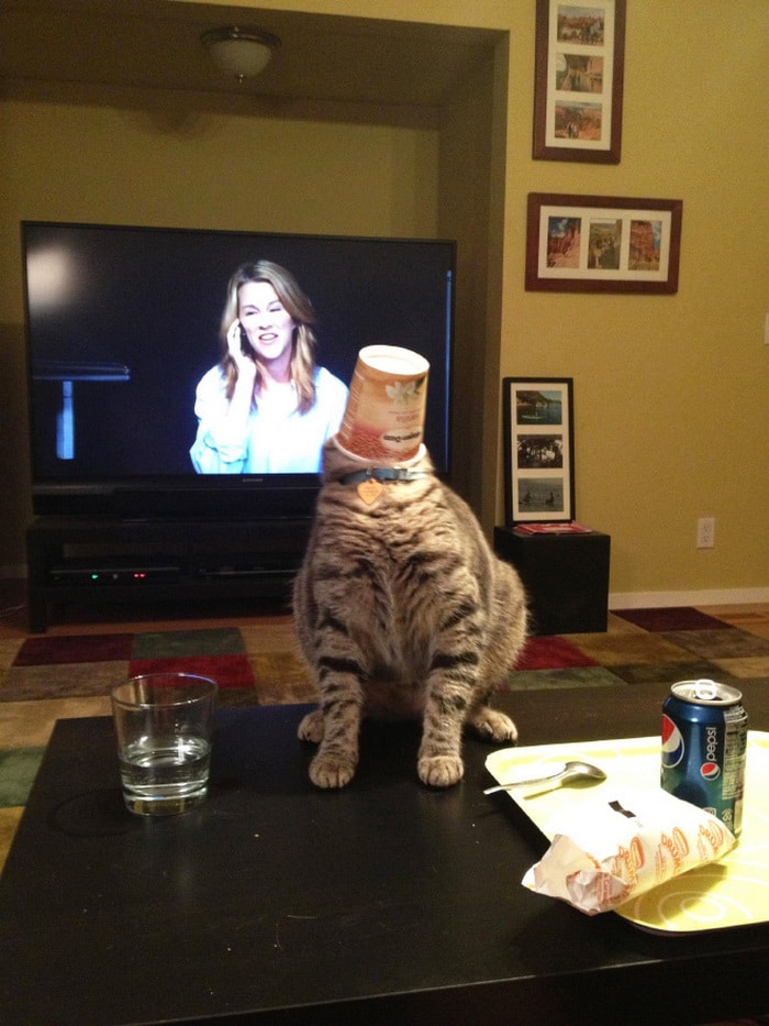 25 gatos que imediatamente se arrependeram de suas más escolhas 16