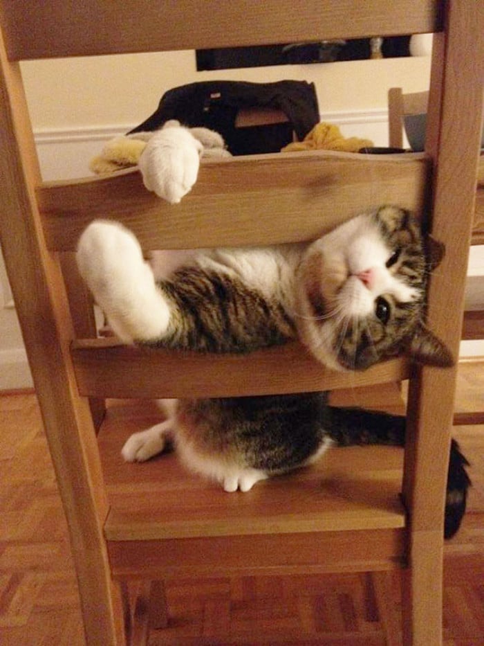 25 gatos que imediatamente se arrependeram de suas más escolhas 20