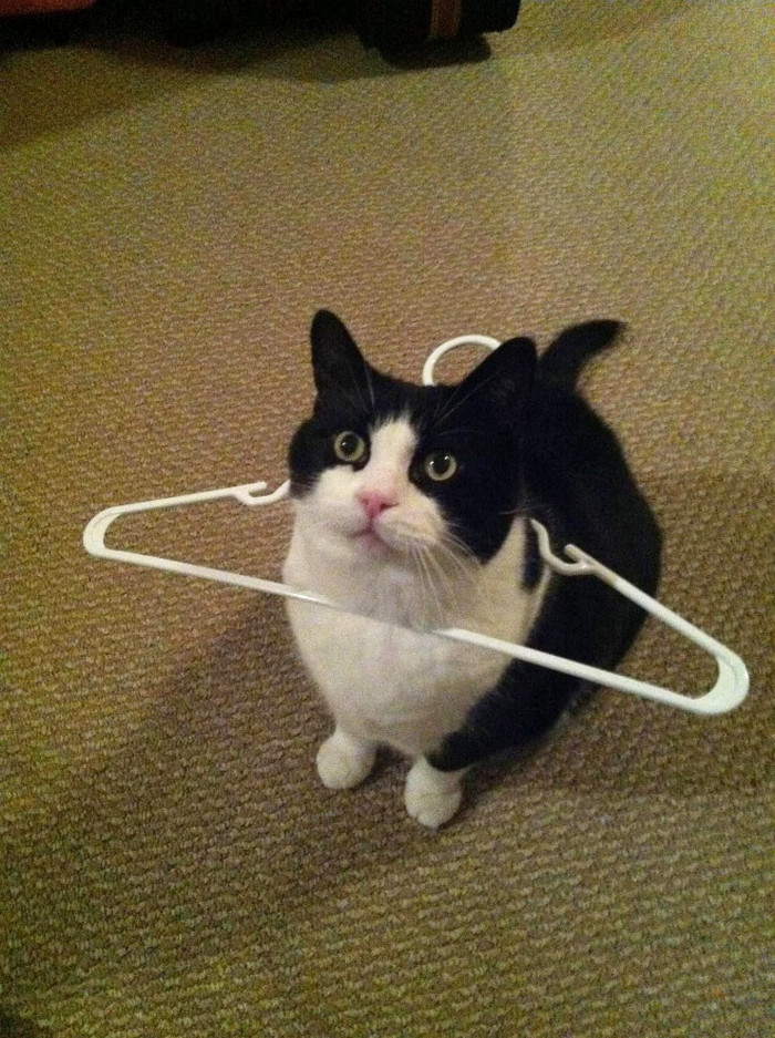 25 gatos que imediatamente se arrependeram de suas más escolhas 24