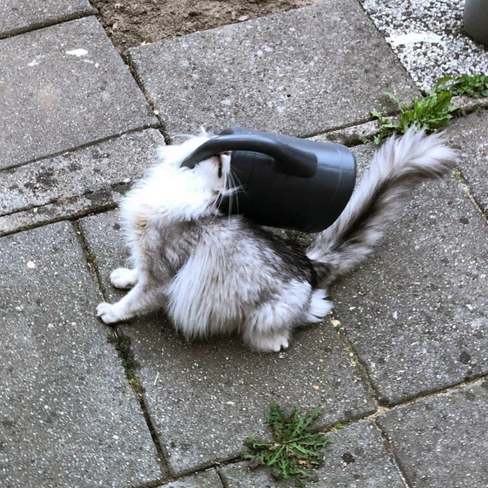 25 gatos que imediatamente se arrependeram de suas más escolhas 25