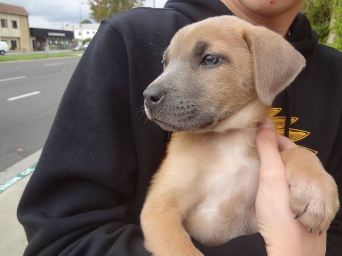 35 Pit Bulls misturados com outras raças 5