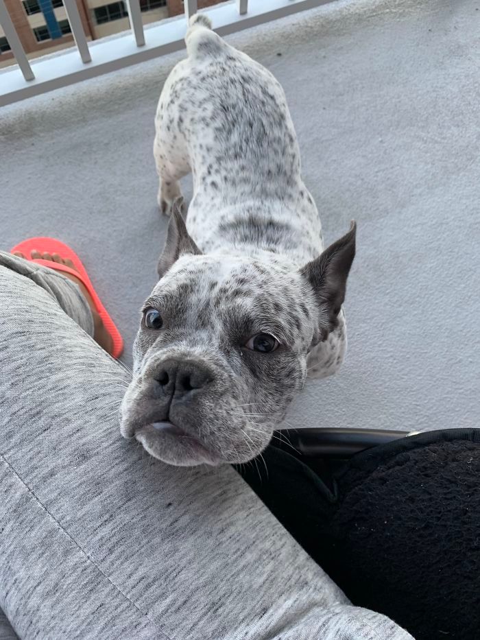 35 Pit Bulls misturados com outras raças 8