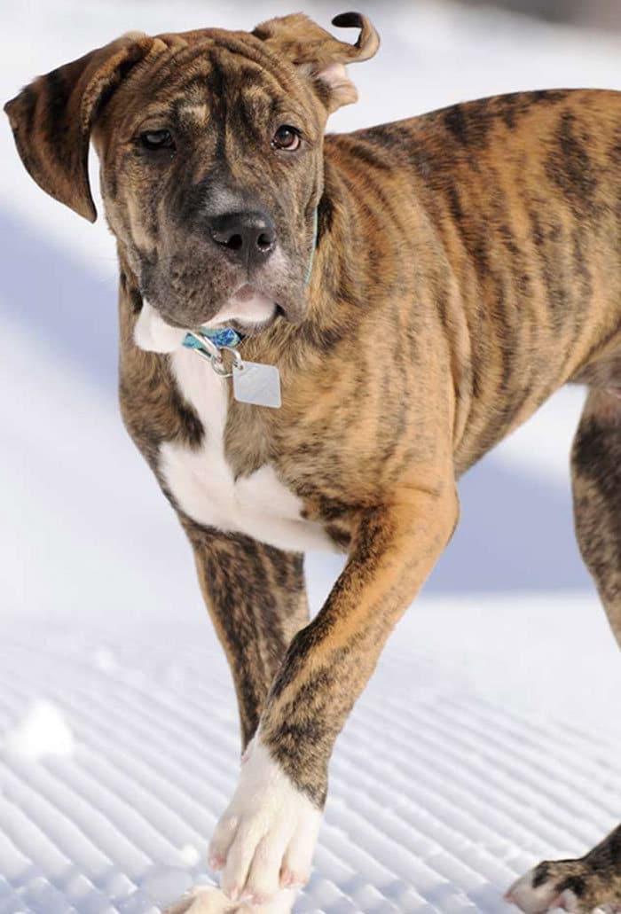 35 Pit Bulls misturados com outras raças 10