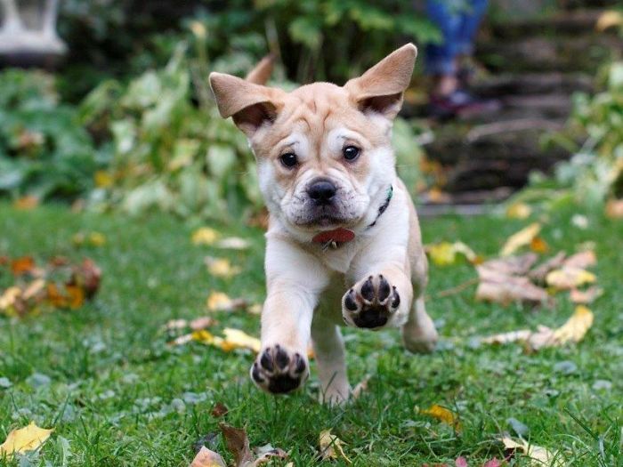 35 Pit Bulls misturados com outras raças 11