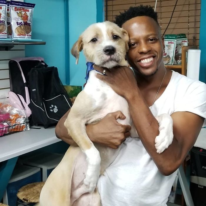 35 Pit Bulls misturados com outras raças 14