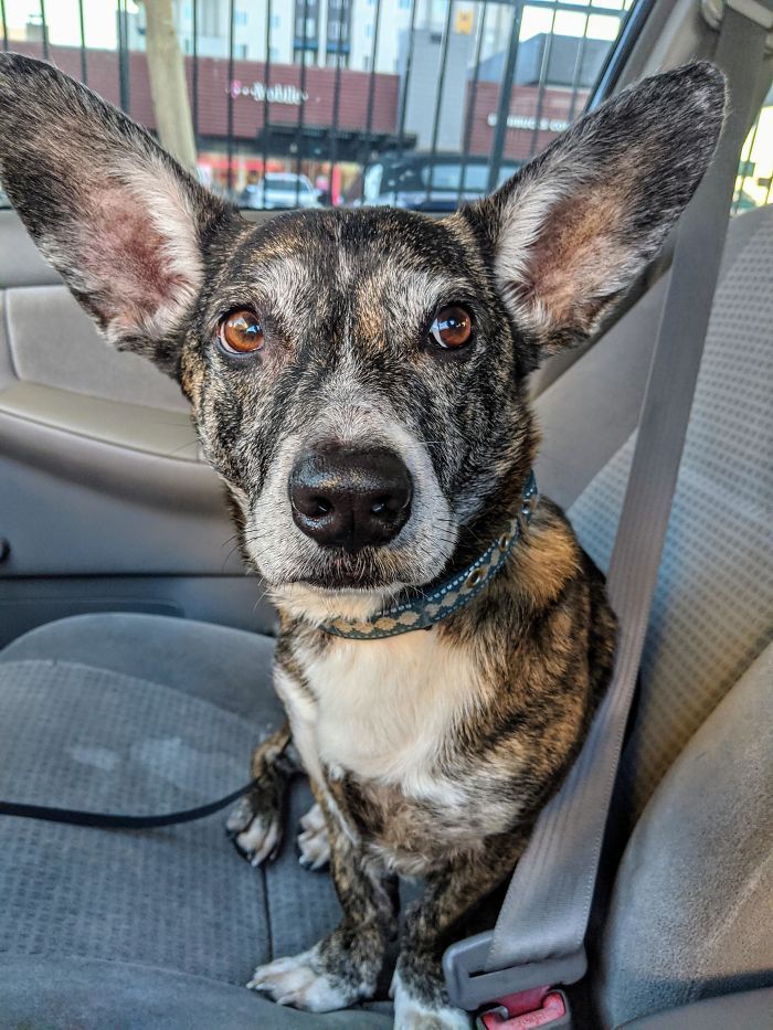 35 Pit Bulls misturados com outras raças 18