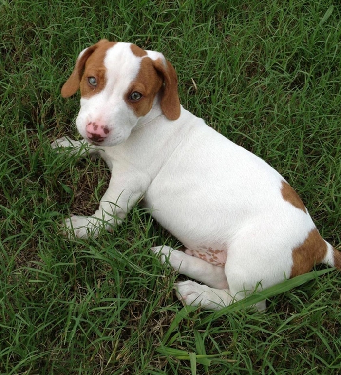 35 Pit Bulls misturados com outras raças 19