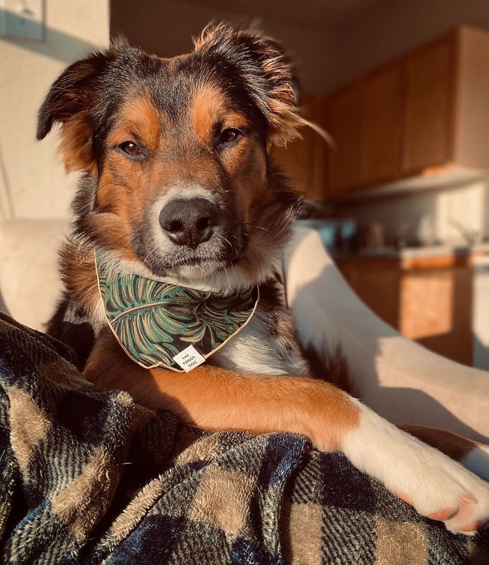 35 Pit Bulls misturados com outras raças 21