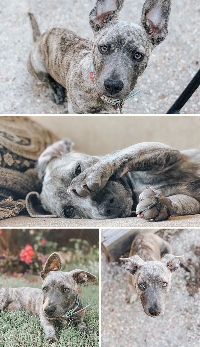 35 Pit Bulls misturados com outras raças 22