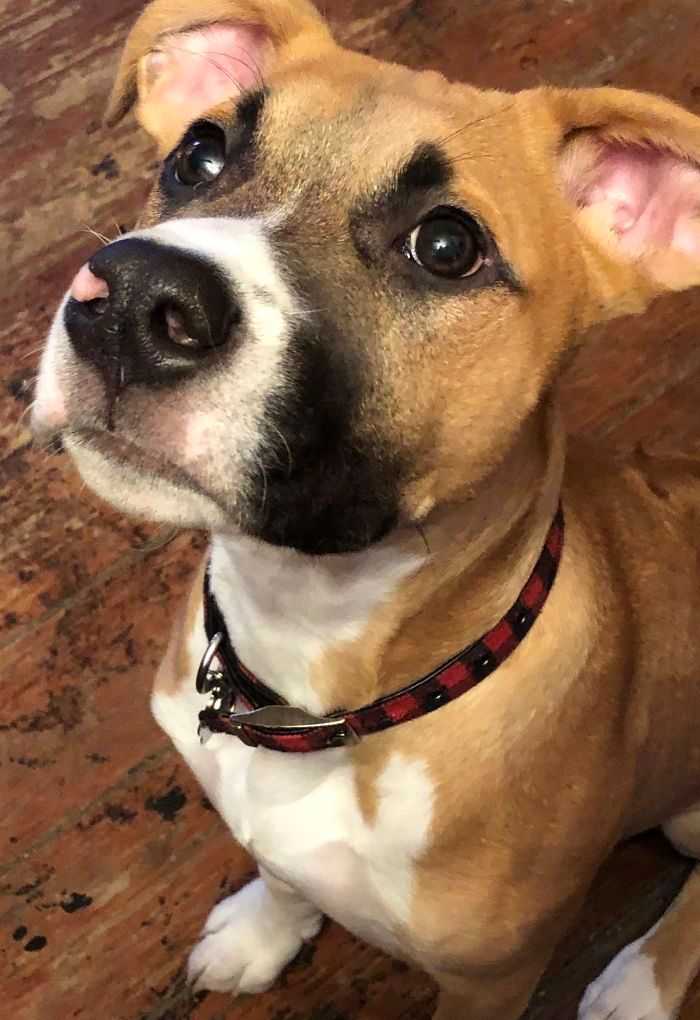 35 Pit Bulls misturados com outras raças 23