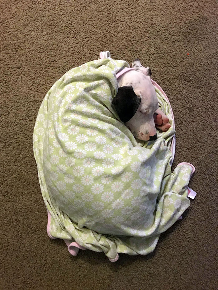 35 Pit Bulls misturados com outras raças 24