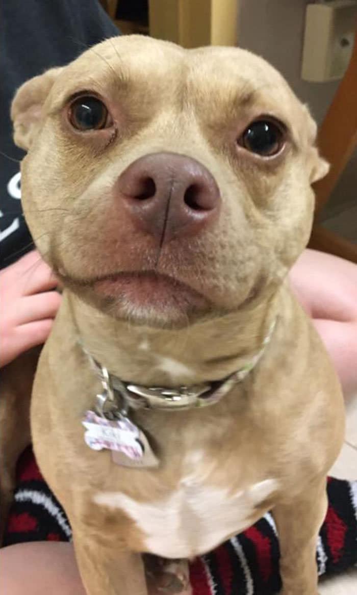 35 Pit Bulls misturados com outras raças 25