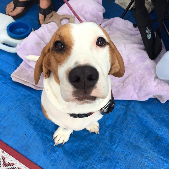 35 Pit Bulls misturados com outras raças 27