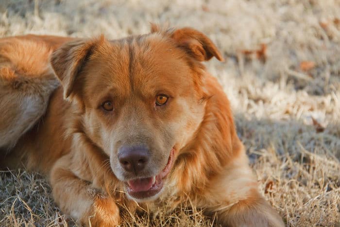 35 Pit Bulls misturados com outras raças 28