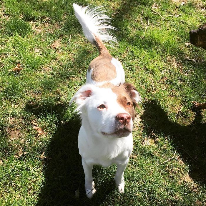 35 Pit Bulls misturados com outras raças 30