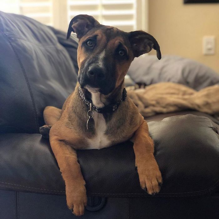 35 Pit Bulls misturados com outras raças 31