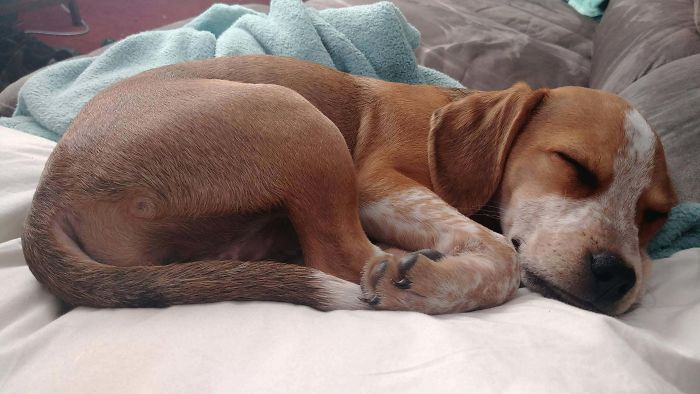 35 Pit Bulls misturados com outras raças 32