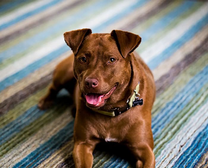 35 Pit Bulls misturados com outras raças 33