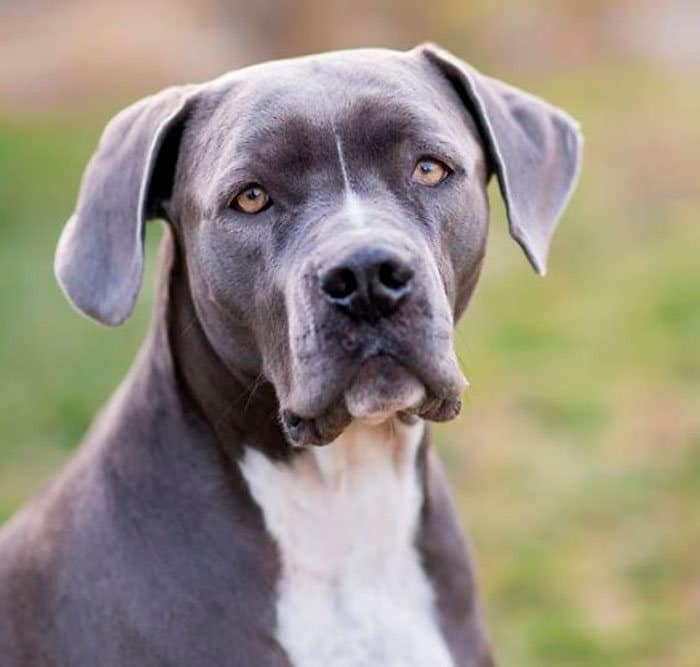 35 Pit Bulls misturados com outras raças 34