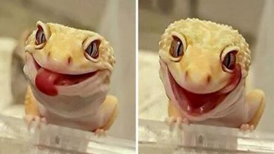 Por que nunca devemos perseguir lagartixas 8